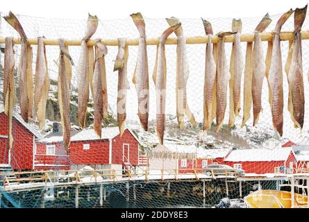 Nussfjord village, Lofoten Islands. Norway`s historic fishing village on the water, Europe Stock Photo